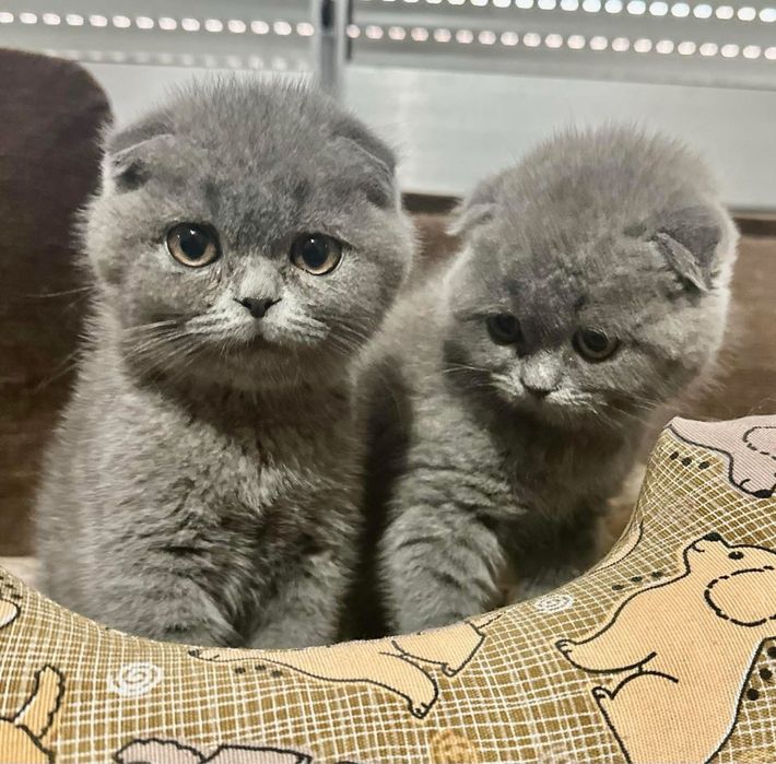 Scottish fold. cinsa