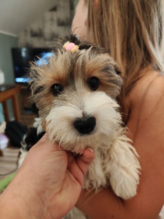 Yorkshire Terrier Biewer dziewczynka suczka śliczna York