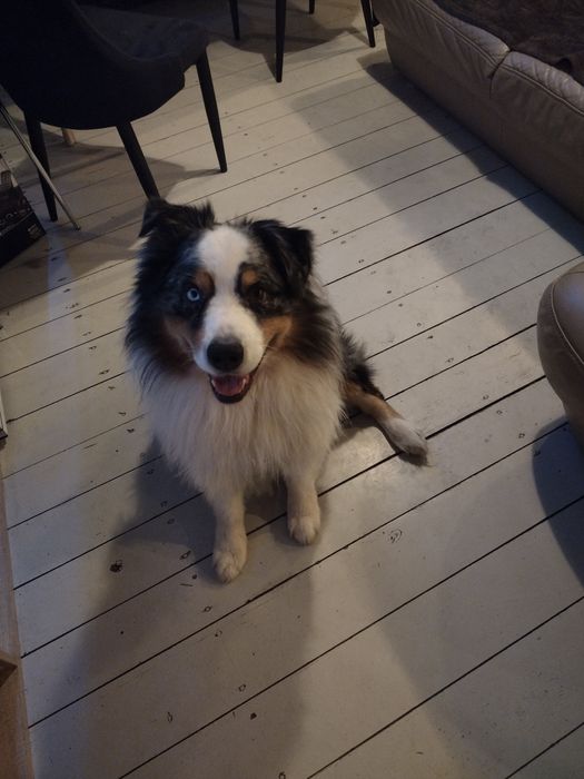 Domowy hotel dla psów