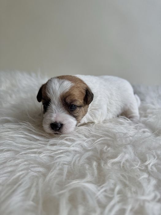 Jack Russell Terrier - piesek z rodowodem FCI