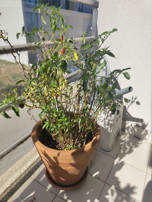 Vende-se arbusto de piri piri