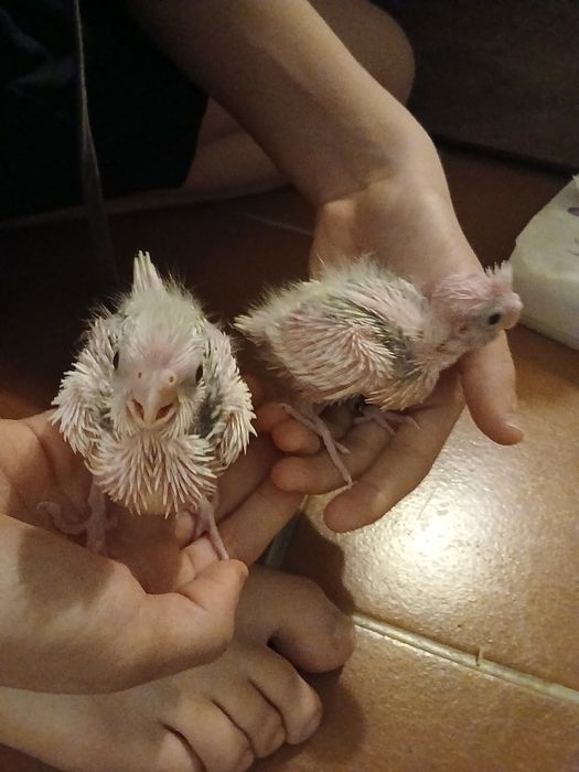 Caturra reverso para criar a mão!