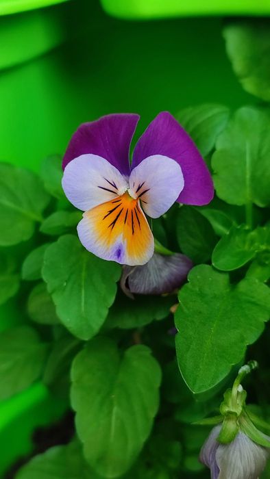 Flores comestíveis frescas