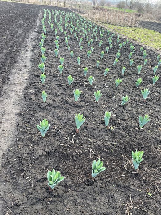 Часник Великоплідний Суворовський