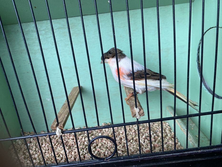 Arlequins Portugueses para ceder. Aves de 2025.