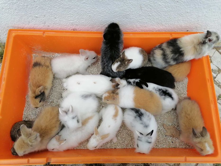 Vendo coelhos anões / 
Aves domésticados +Gaiola Nova