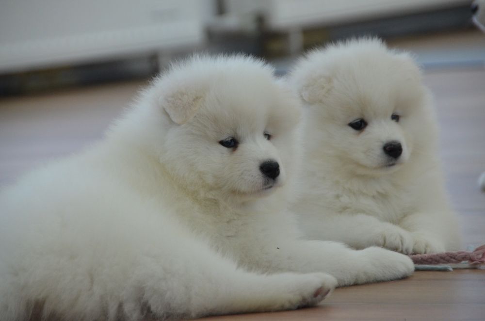 Samoyed ZKwP FCI suczka