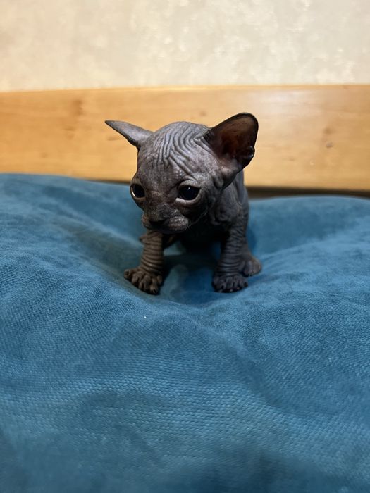 Канадський сфінкс