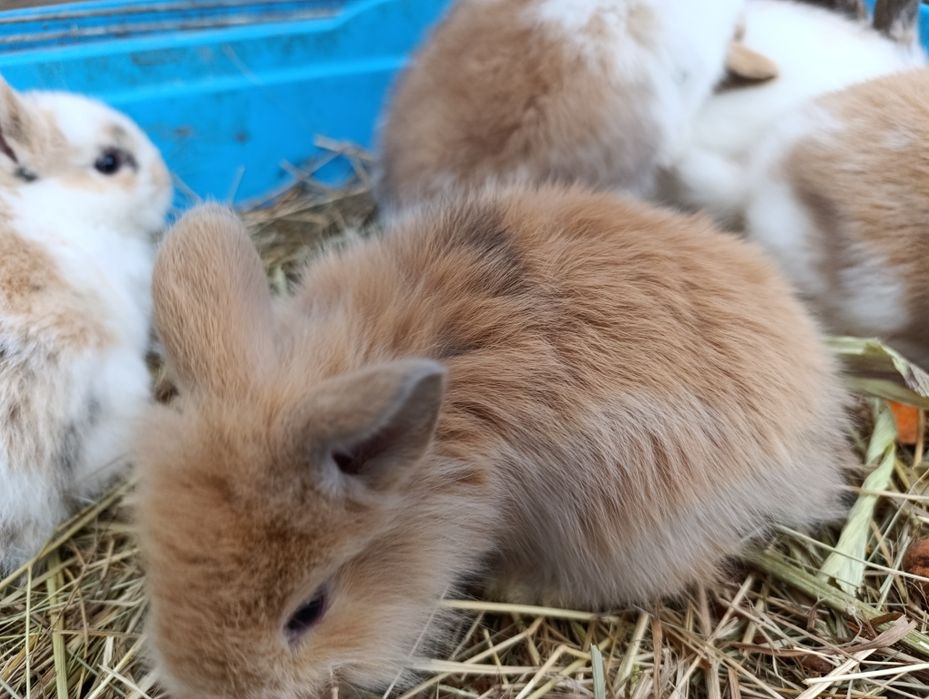 Króliczki miniaturki baranki