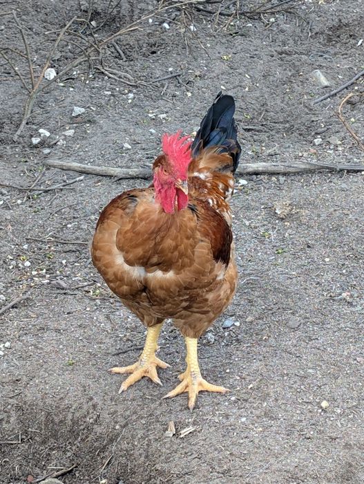 Galo de Raça Pescoço Pelado