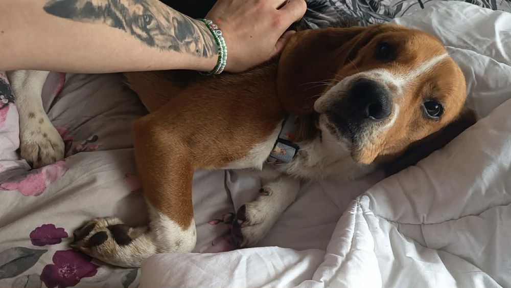 Roczny słodki beagielek Pluto