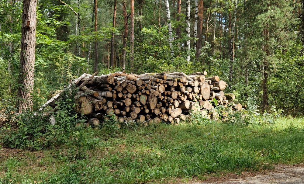 Drewno dąb, osika, papierówka na sprzedaż