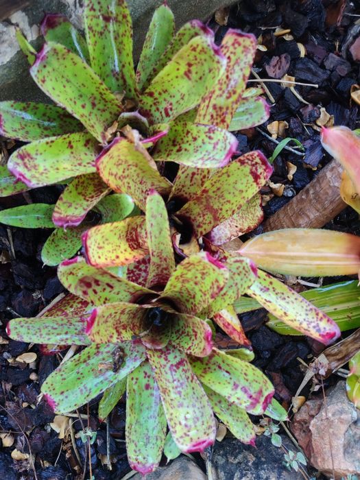 Váriadade de bromelias