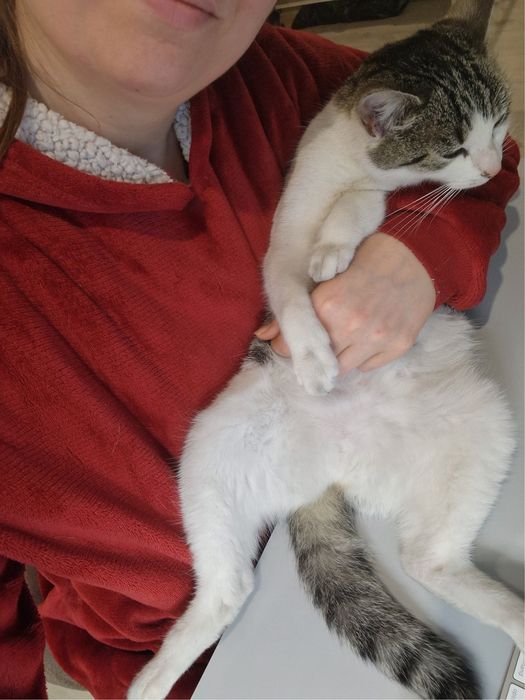 Lubi psy i ludzi! Drobna kotka do adopcji #kot