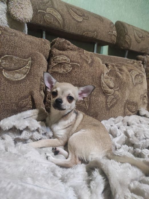 ШИКАРНАЯ девчонка чихуахуа!!!