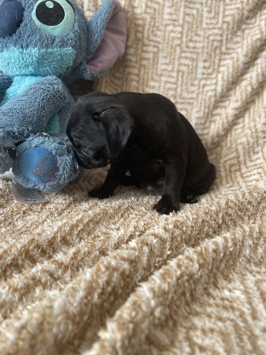 Mops czarny samczyk