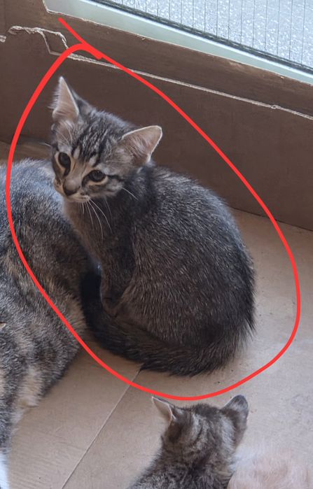 2 gatinhos para adoção