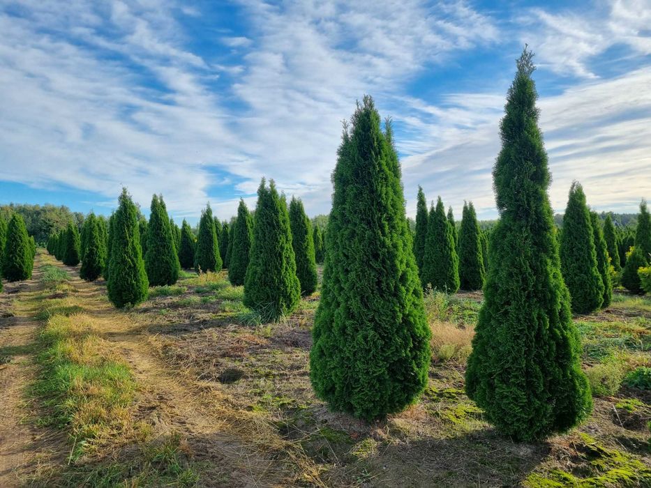 Tuja szmaragd 250 cm, żywotnik zachodni ,,smaragd", Thuja occidentalis