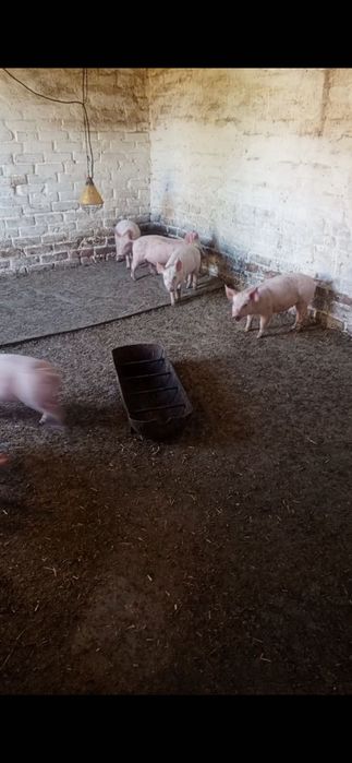 Продам маленьких поросят на маточне поголівʼя