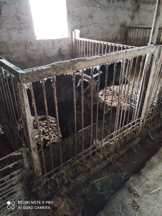 Продам ферму, птичник, телятник в Солонянском районе Днепр