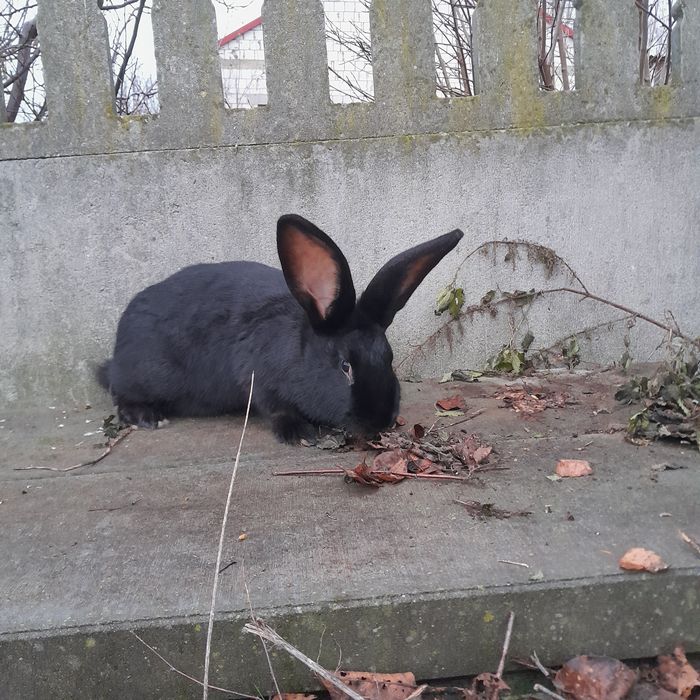 Sprzedam/zamienię królika