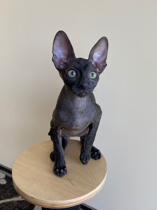 Корніш Рекс чудовий хлопчик