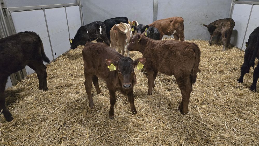 10 jalowek MM Polskie odpojone