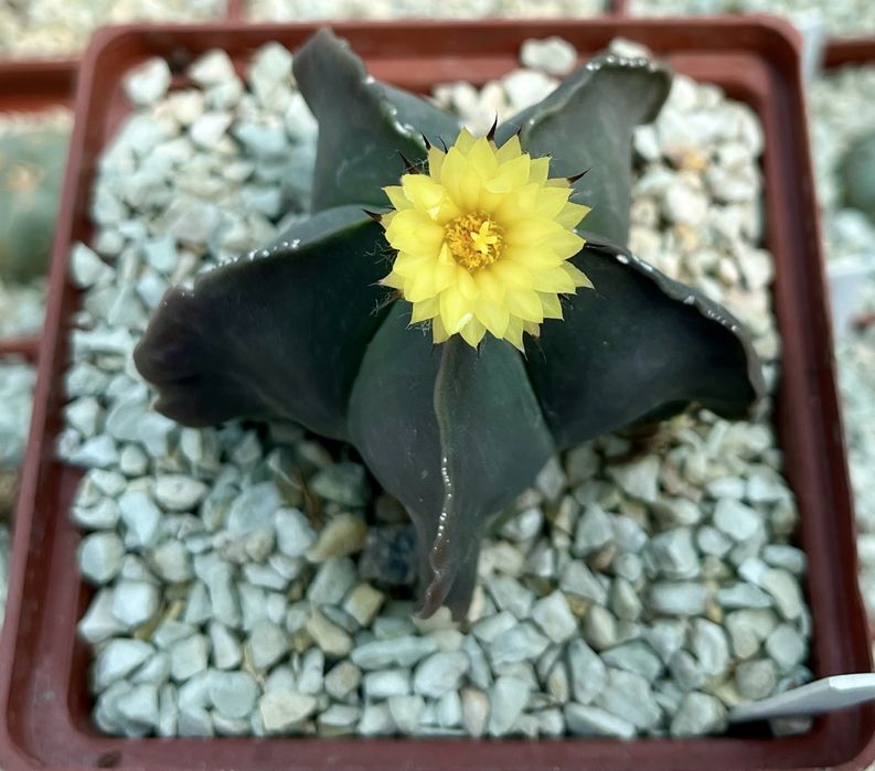 Ґрунт грунт суміш земля для кактусів сукулентів: кокос перліт цеоліт