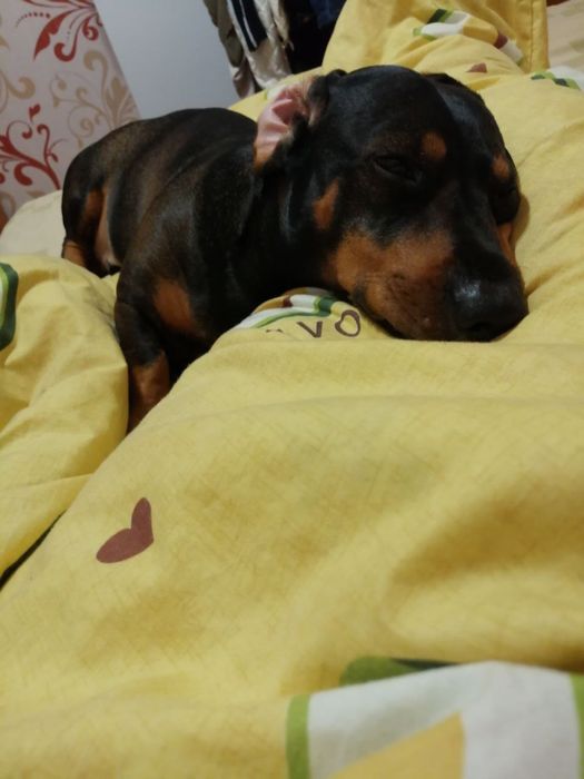 Хлопчик такса  шукає дівчинку