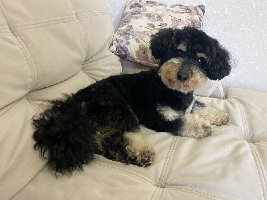 ВЯЗКА ! Мальтипу