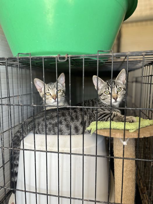 2 gatinhas para Adoção!