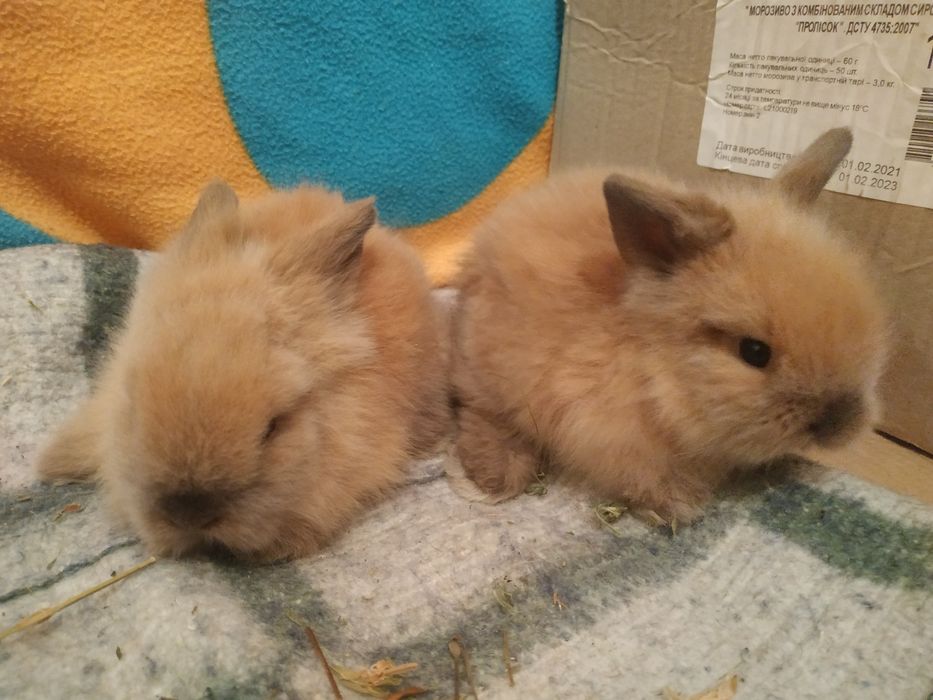 Декоративні кролики