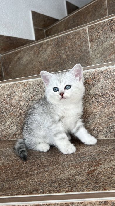 Котинчта, котики, кошенята