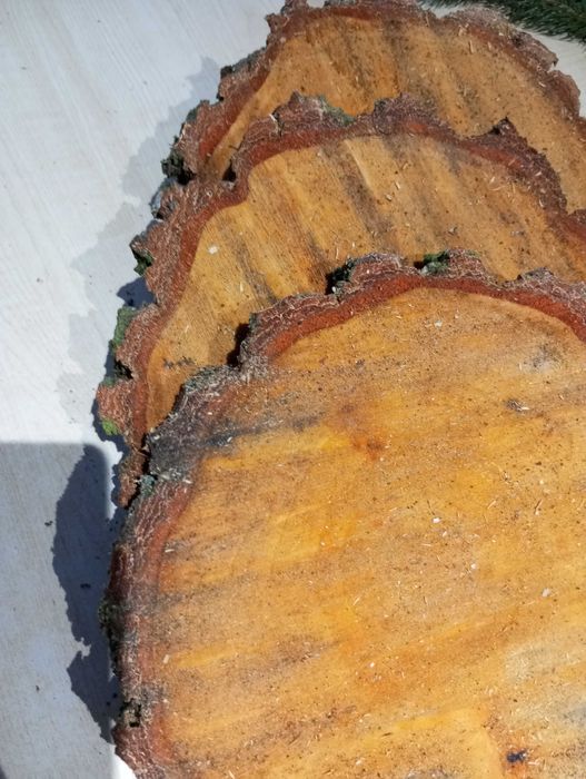 Krążek plaster brzoza 3 sztuki 25-30cm  gubość 3cm