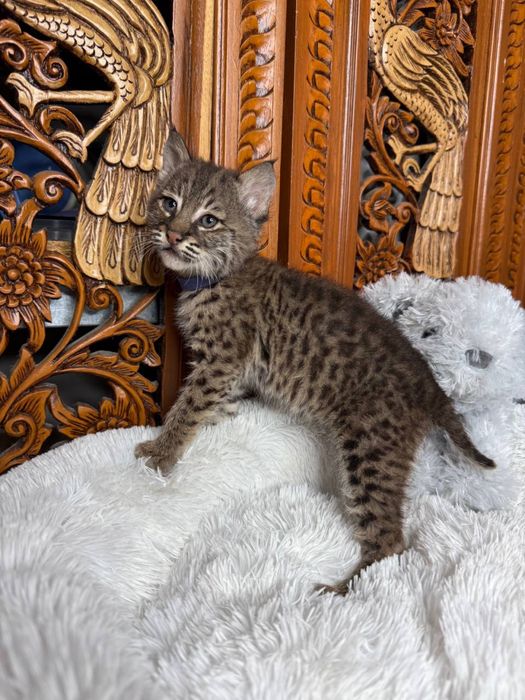 Дівчинка піксі Боб