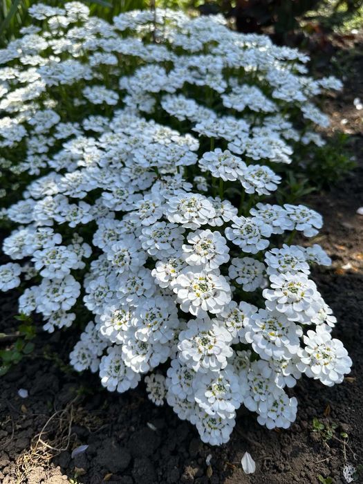 Цветы комнатные и садовые