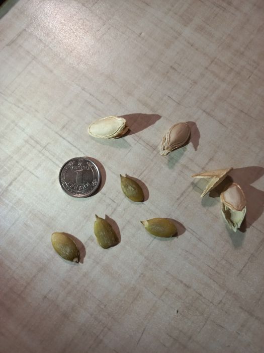 Насіння гарбуза.  "Український багатоплідний, ціна 100 грн за 1 кг.