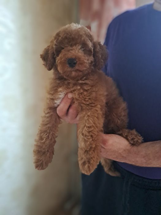 Пудель мальчик 4 мес