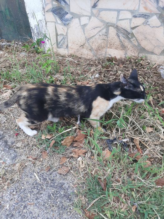 Gatinha Urgente de 1 ano e meio para doação