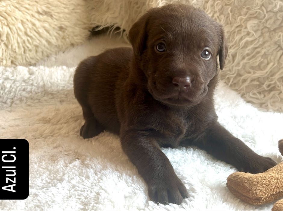 Labrador Retriever Chocolate