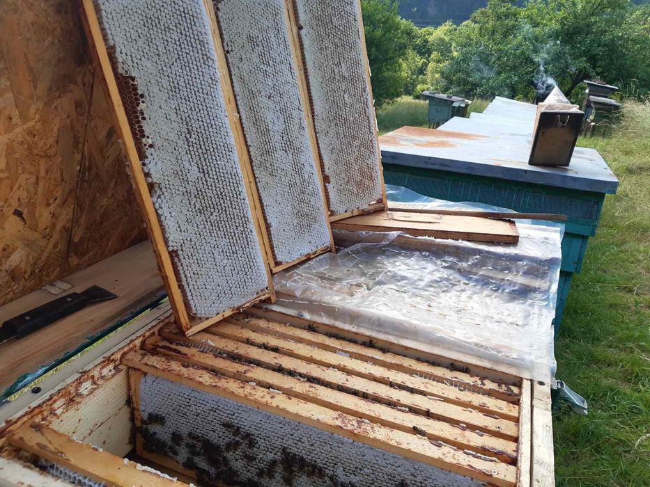 Бджоломатки чистопородні, плідні, карпатянка, “Говерла»