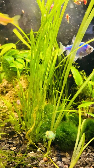 Акваріумні рослини