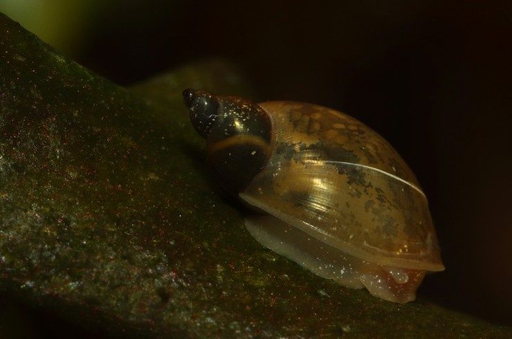 Безкоштовно Равлики Фіза