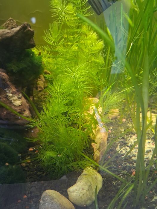 Akwarium 112l plus filtr aquael