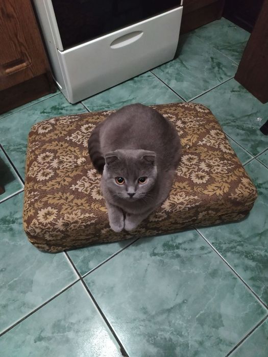 Ищем кота для случки