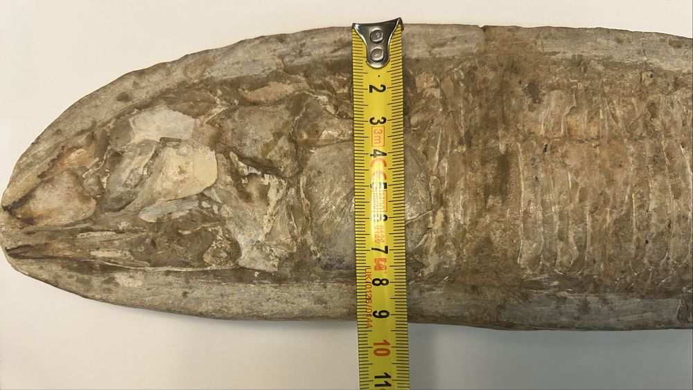 Fossil com com mais de 100 milhoes de anos