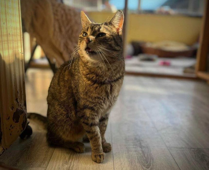 Brit – cichy obserwator i wierny towarzysz