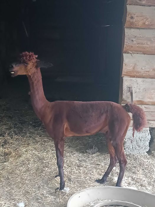 2 samce Alpaki na sprzedaż