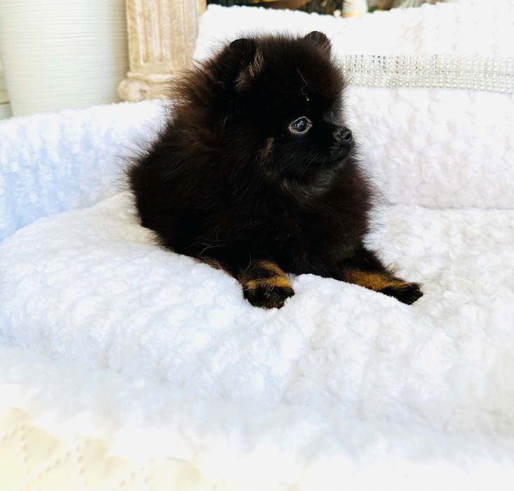 Szpic miniaturowy pomeranian