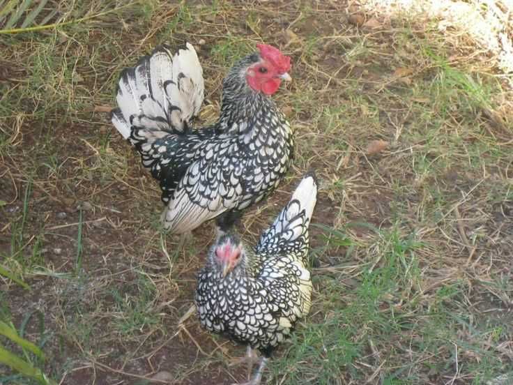 Garnizes de raça Sebright prata